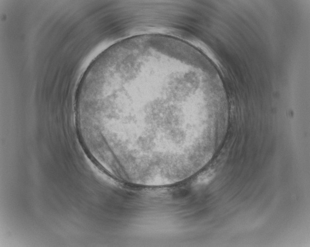 X0000075831143200610151513