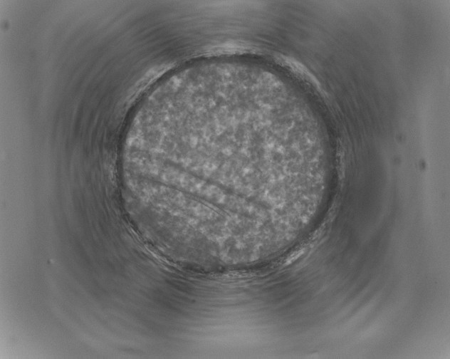 X0000075831217200610151511