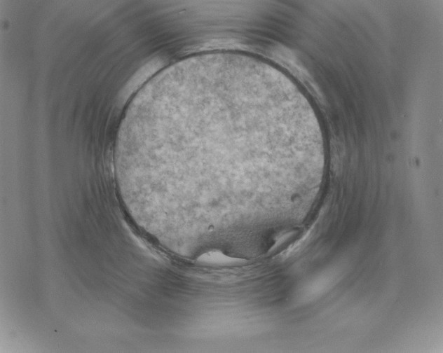 X0000075831241200610151512