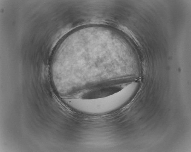 X0000075831260200610151511