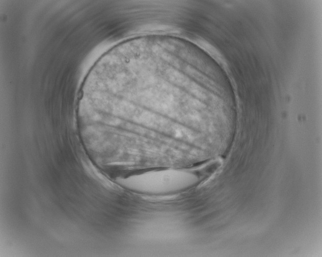 X0000075831296200610151510