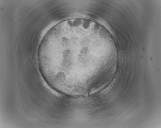 X0000075831387200610151509