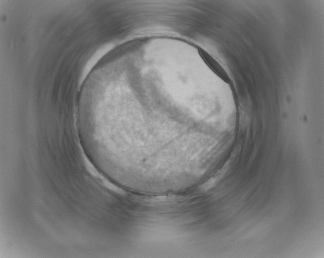 X0000075831390200610151509