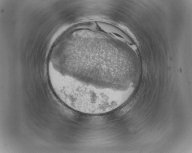 X0000075831424200610151509