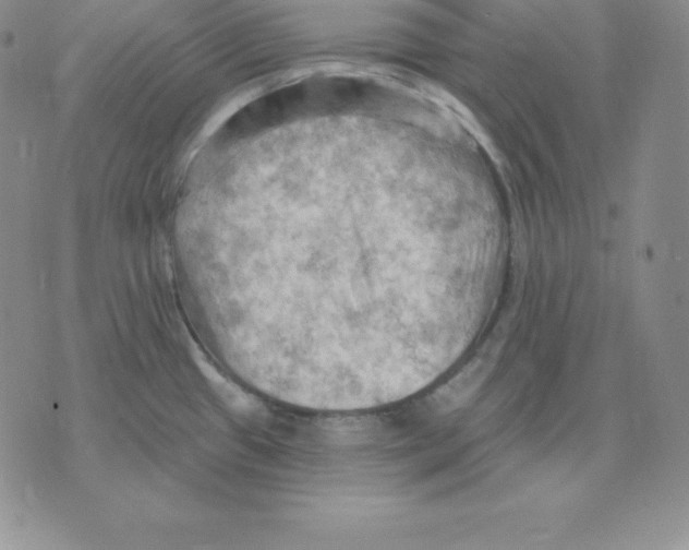 X0000075831433200610151509