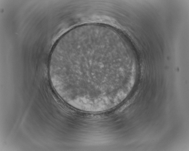 X0000075831505200610151507