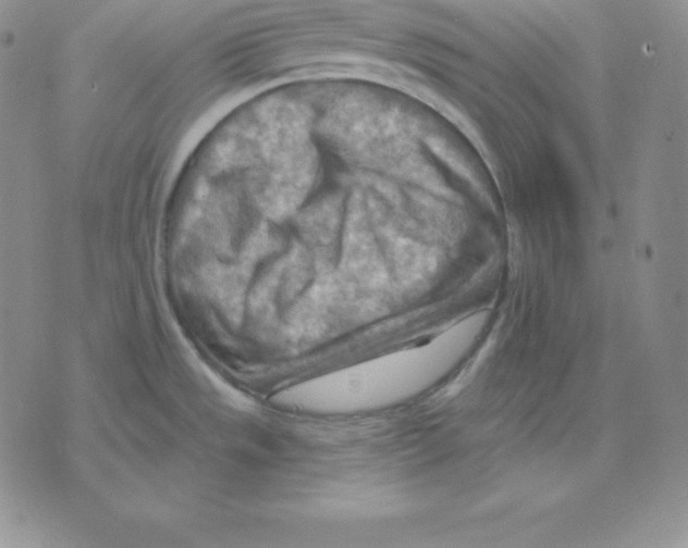 X0000075831533200610151507