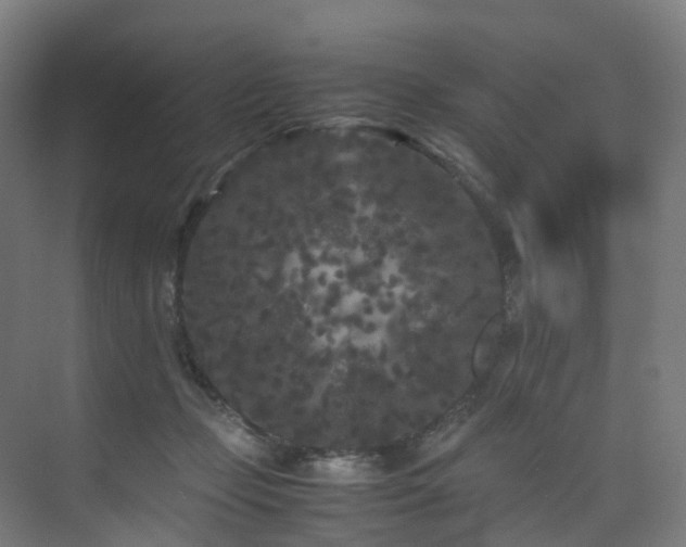 X0000075840365200609151310