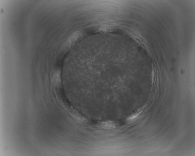 X0000075840127200609221715