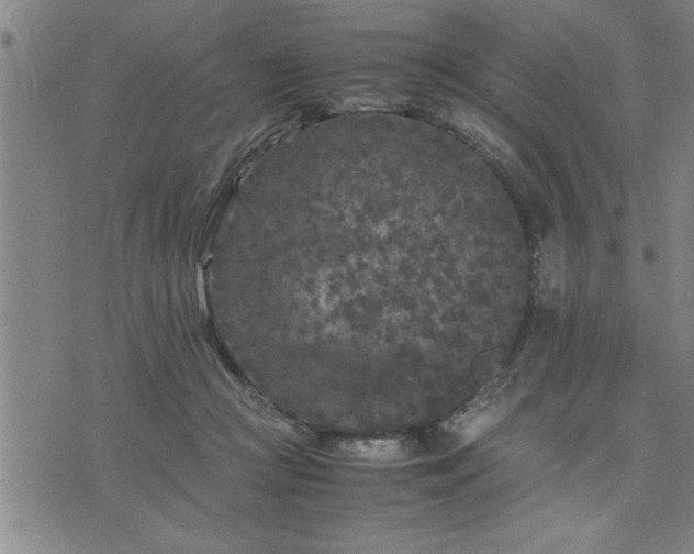 X0000075840361200609221711