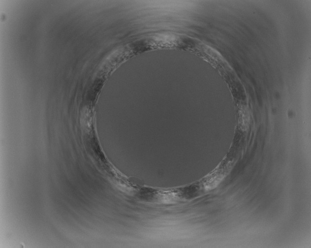 X0000075840701200609221705