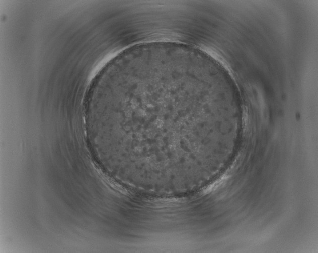 X0000075840925200609221701