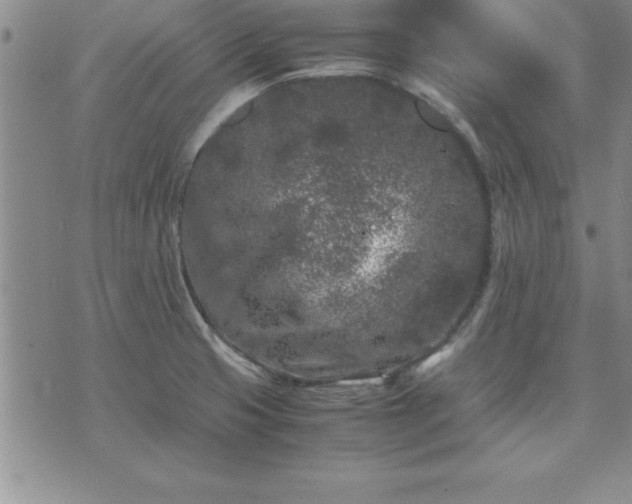 X0000075841425200609221654