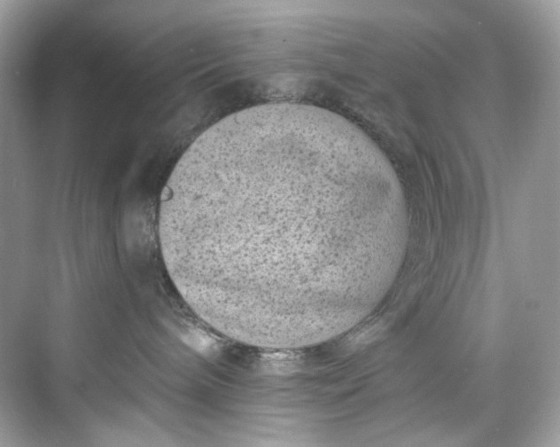 X0000075840240200609291446