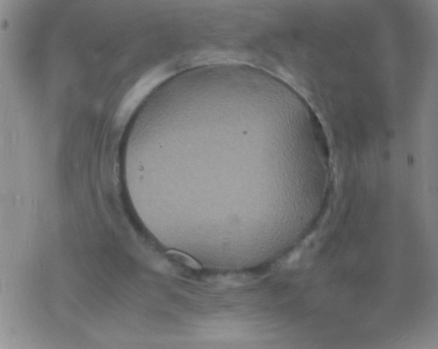 X0000075840103200610061857