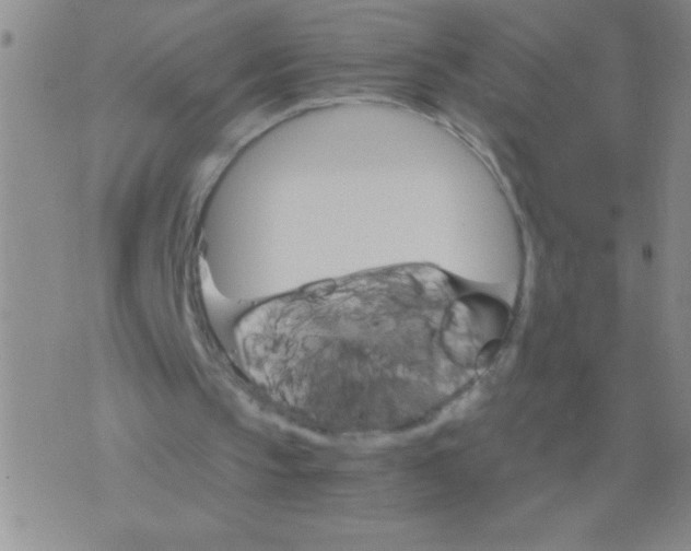 X0000075840145200610061855