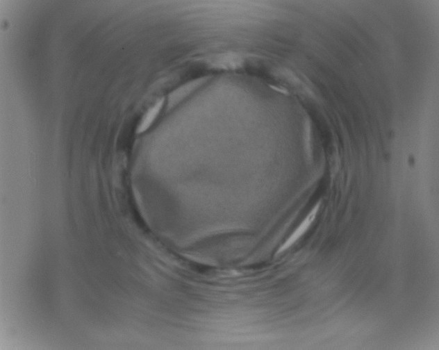 X0000075840229200610061855