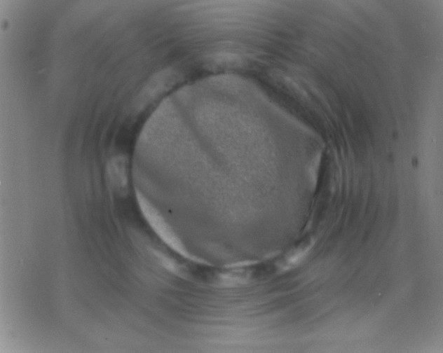 X0000075840232200610061855