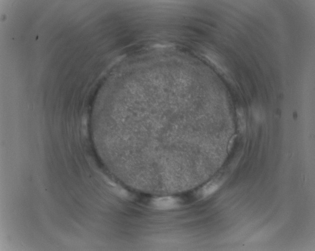 X0000075840269200610061854