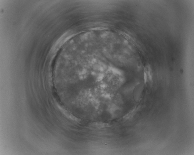 X0000075840339200610061852