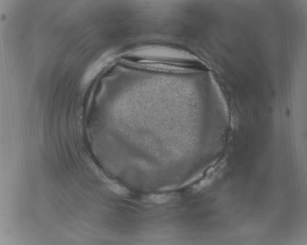 X0000075840341200610061852