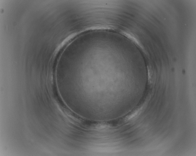 X0000075840348200610061853