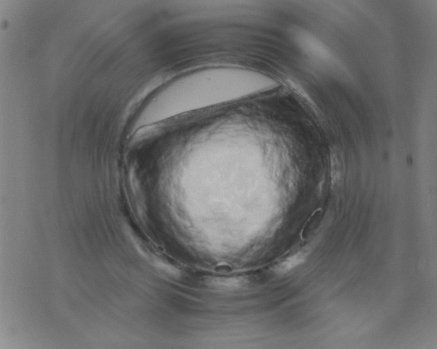 X0000075840349200610061853