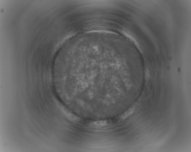 X0000075840353200610061853