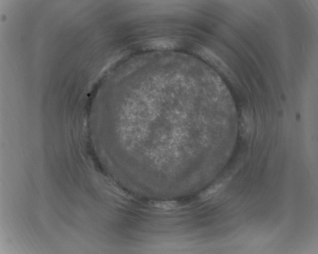 X0000075840355200610061853