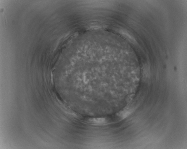 X0000075840361200610061853