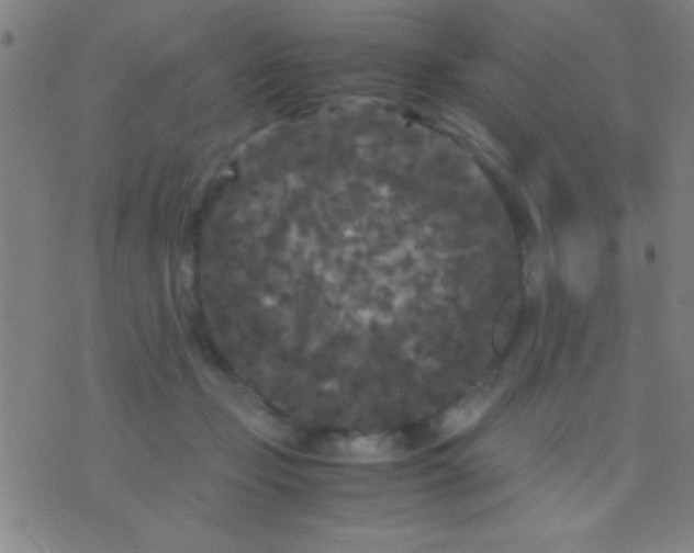 X0000075840365200610061853