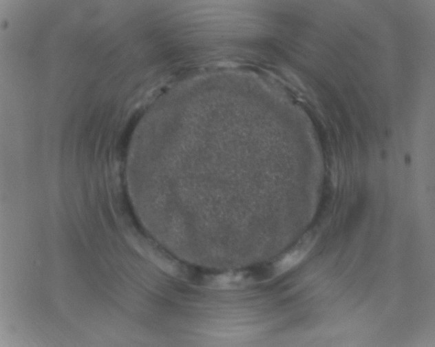 X0000075840366200610061853