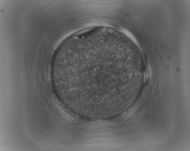 X0000075840387200610061852