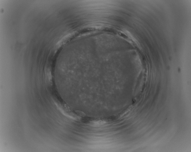 X0000075840500200610061850