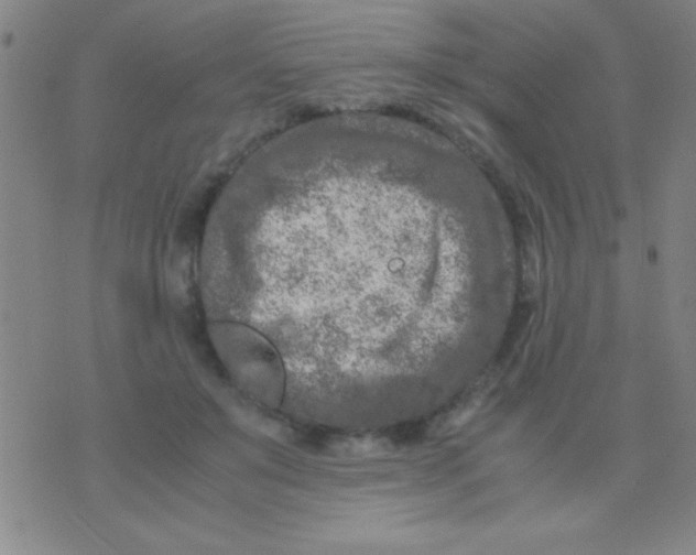 X0000075840503200610061850