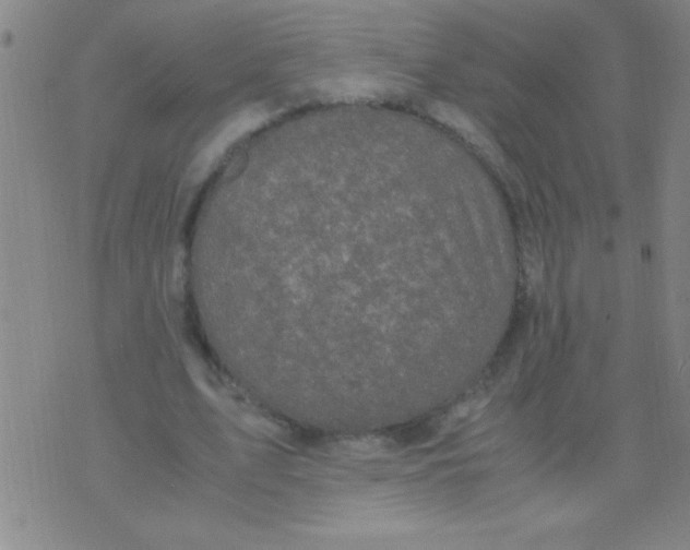 X0000075840583200610061849