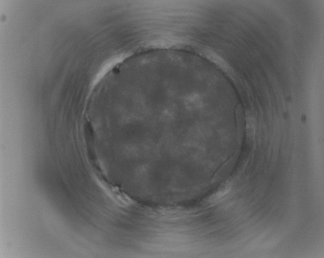 X0000075840626200610061848