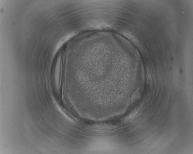 X0000075840630200610061848