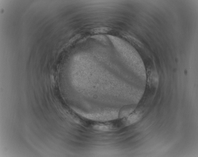 X0000075840655200610061848