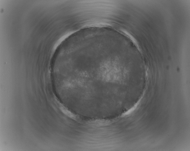 X0000075840779200610061846