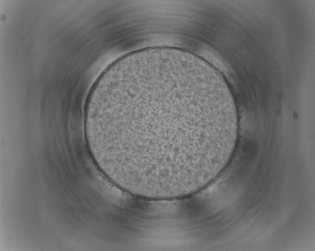 X0000075840836200610061845