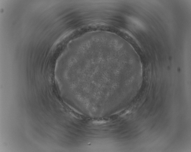 X0000075840919200610061843