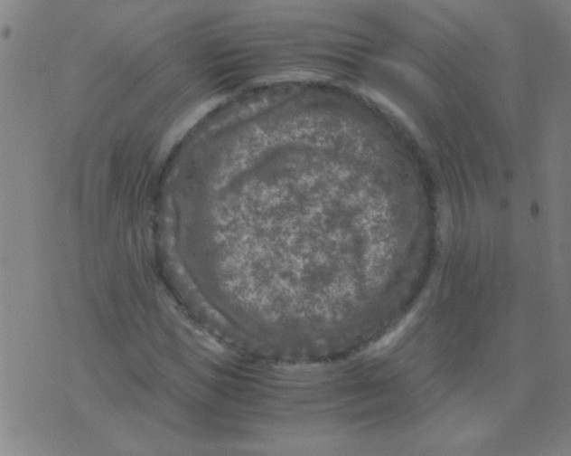 X0000075840921200610061843