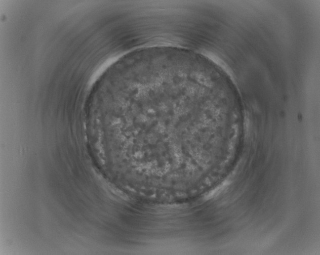 X0000075840925200610061843