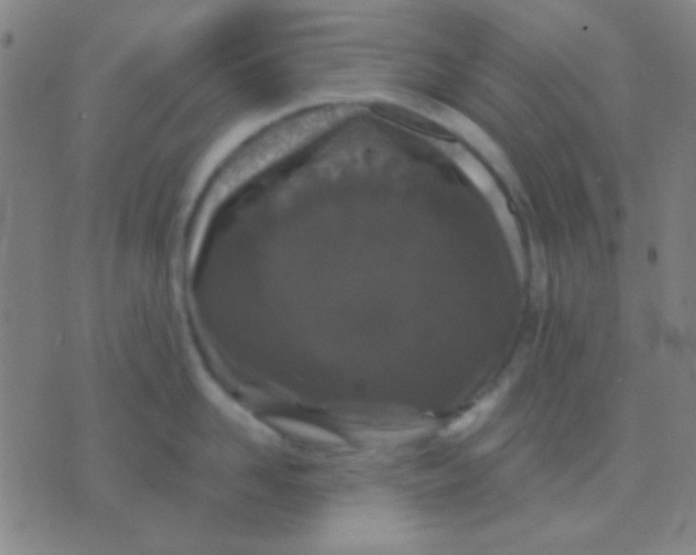 X0000075840958200610061844