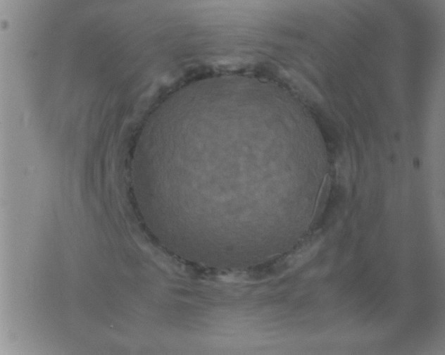 X0000075840961200610061843