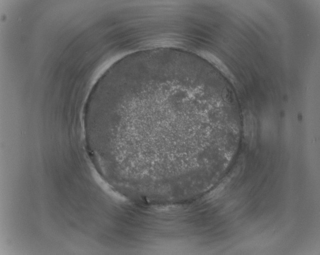 X0000075841031200610061842