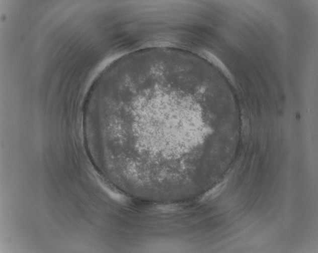 X0000075841035200610061842