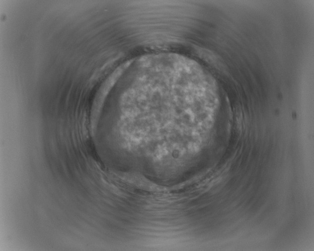 X0000075841060200610061841