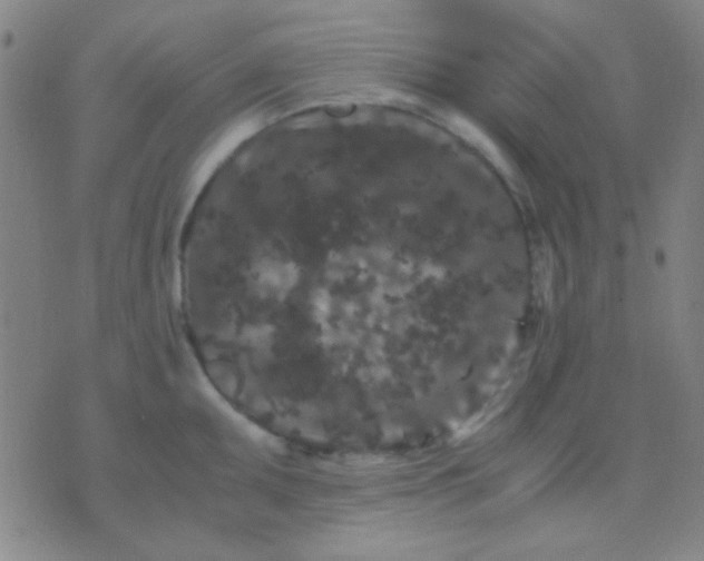 X0000075841095200610061841